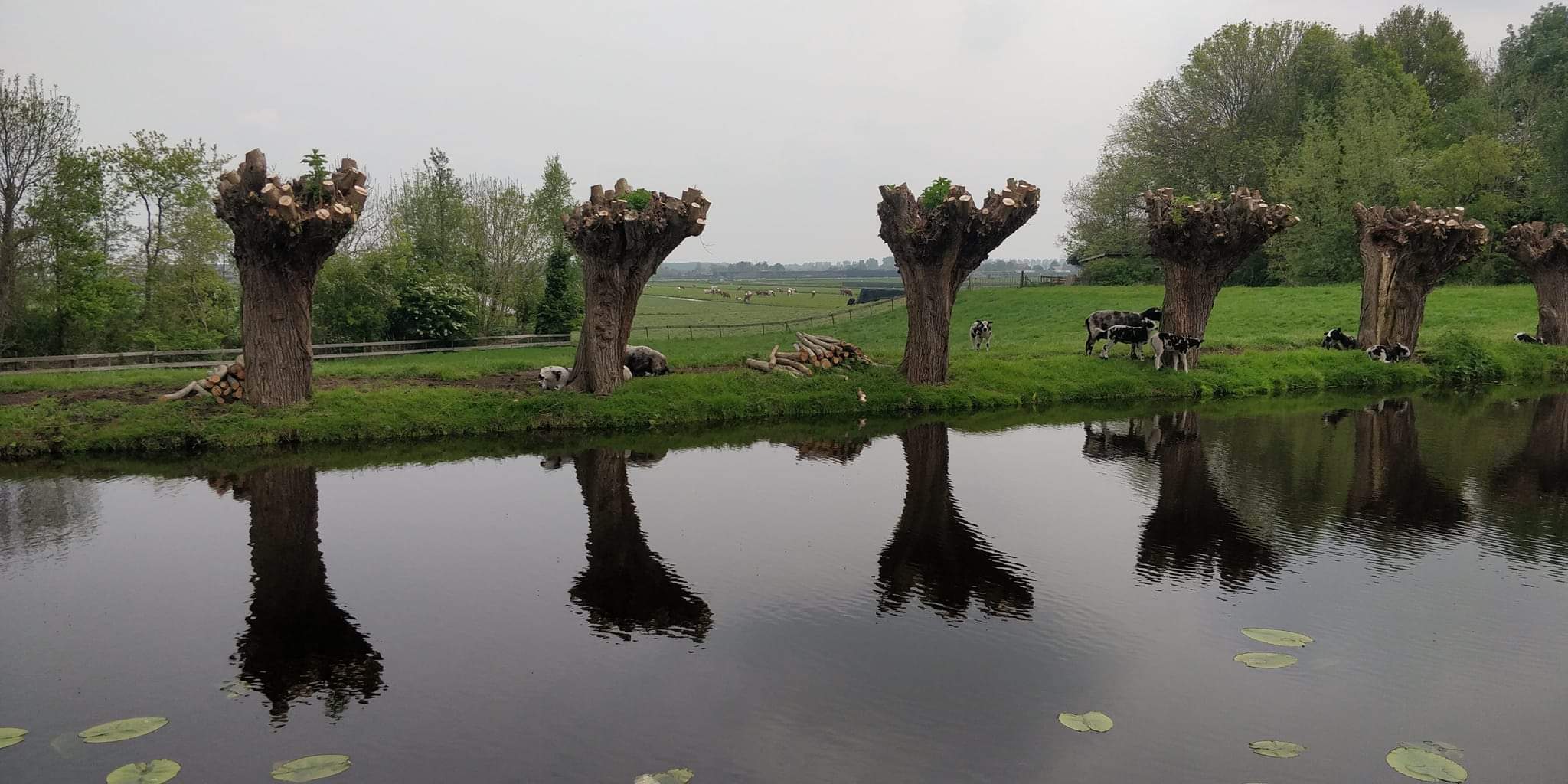 Knotwilgen bij kanaal