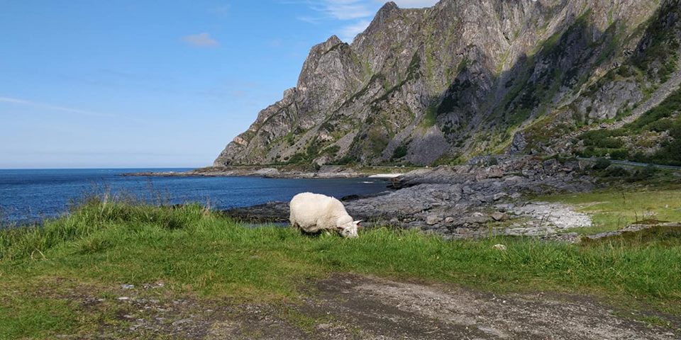 Lofoten 2