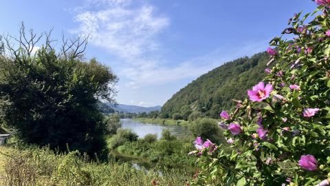 Elbe